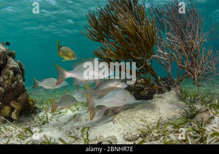 Haemulon sciurus (Lutjanus analis) und Bluestriped Grunt (Haemulon sciurus) Hol Chan Marine Reserve, Belize. Stockfoto