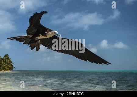 Herrliche Fregatebird (Fregata magnificens) im Flug, Halfmoon Caye, Lighthouse Reef Atoll, Belize. Stockfoto