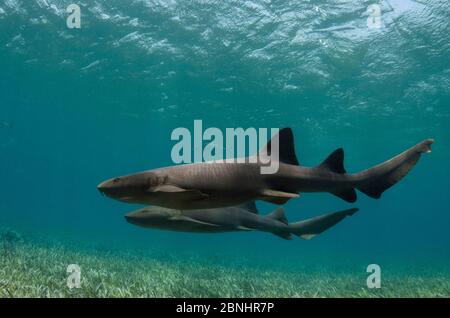 Ammenhai (Ginglymostoma cirratum) und Horse-Eye Jacks (Caranx latus) Shark Ray Alley, Hol Chan Marine Reserve, Belize Barrier Reef. Belize. Stockfoto