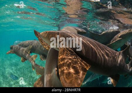 Gruppe von Krankenschwester Hai (Ginglymostoma cirratum) Shark Ray Alley, Hol Chan Marine Reserve, Belize. Stockfoto