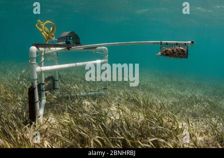 BRUV (baited Remote Unterwasser-Video) Überwachung durch MAR Alliance. Eine minimale oder nicht-invasive Forschung von großen Meeresfischen, Haien, Rochen und Schildkröten. Stockfoto