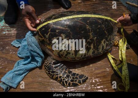 Hawksbill Turtle (Eretmochelys imbricata) für jährliche Monitoring-Programm von MAR Alliance, Lighthouse Reef Atoll, Belize gefangen. Mai 2015. Stockfoto