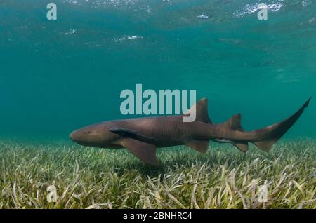 Ammenhai (Ginglymostoma cirratum) Hol Chan Marine Reserve, Belize Barrier Reef, Belize. Stockfoto