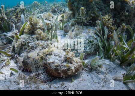 Scorpionfisch (Scorpeena plumieri) Lighthouse Reef Atoll, Belize. Stockfoto