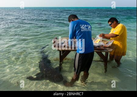 FORSCHER der MAR Alliance nehmen Proben von Barrakudas (Sphyraena barracuda) mit Krankenschwesterhai (Ginglymostoma cirratum) im Wasser darunter Stockfoto