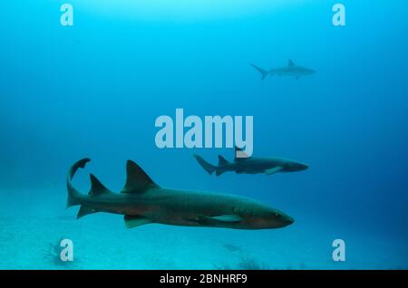 Ammenhai (Ginglymostoma cirratum) und Karibischer Riffhai (Carcharhinus perezi) Lighthouse Reef Atoll, Belize. Stockfoto