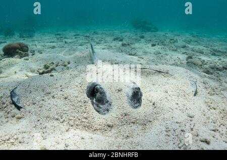 Südliche Stachelrochen (Hypanus americanus) halb versteckt auf dem Sandboden, Belize Barrier Reef, Belize. Stockfoto