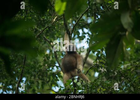 Hoolock Gibbon (Hoolock Hoolock) Weibchen in Bäumen, Gibbon Wildlife Sanctuary, Jorhat, Assam, Nordostindien. Stockfoto