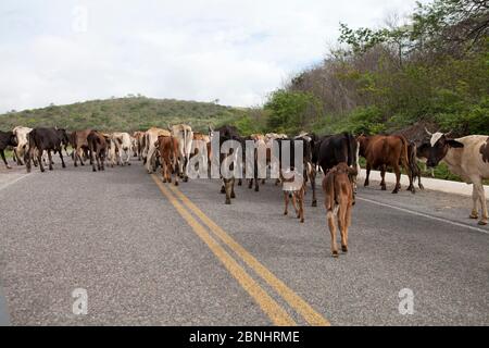 Assunto: Vaqueiro transporta gado por estrada no sertão do Ceará Daten: 06/05/13 Lokal: Pedra Branca/CE Stockfoto