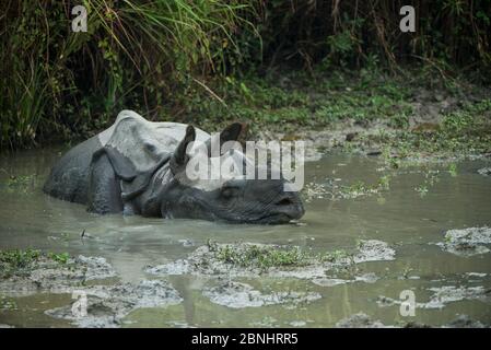 Indisches Nashorn (Rhinoceros unicornis), das im schlammigen Wasser wölbert, Kaziranga Nationalpark, Assam, Nordostindien. Stockfoto