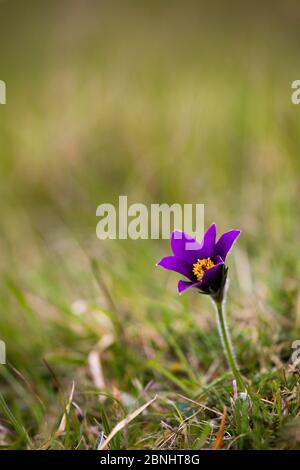 Pasqué Blume (Pulsatilla vulgaris) Blüte auf Hügel, Pasqué Blume Gloucestershire Wildlife Trust (GWT) Naturschutzgebiet, Großbritannien. April. Stockfoto