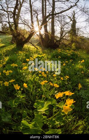 Marsh Ringelblume / King Cup (Caltha palustris) blüht an einem sumpfigen Bach auf dem Kalkstein Link Trail, St.Catherine Valley, South Gloucestershire, Großbritannien. Stockfoto