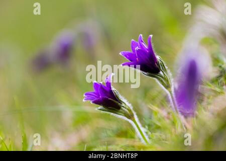 Pasqué Blume (Pulsatilla vulgaris) Blüte auf Hügel, Pasqué Blume Gloucestershire Wildlife Trust (GWT) Naturschutzgebiet, Großbritannien. April. Stockfoto