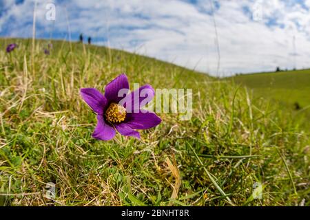 Pasqué Blume (Pulsatilla vulgaris) Blüte auf Hügel, Pasqué Blume Gloucestershire Wildlife Trust (GWT) Naturschutzgebiet, Großbritannien. April. Stockfoto