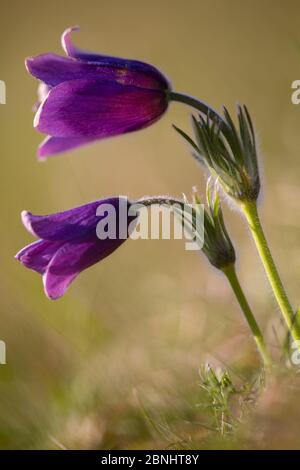 Pascenblüte (Pulsatilla vulgaris) Blüte am Hang, Gloucestershire Wildlife Trust (GWT) Nature Reserve, Großbritannien. April. Stockfoto