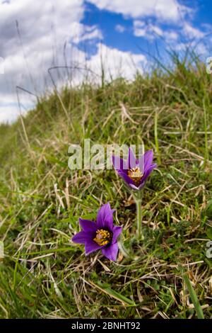 Pasqué Blume (Pulsatilla vulgaris) Blüte auf Hügel, Pasqué Blume Gloucestershire Wildlife Trust (GWT) Naturschutzgebiet, Großbritannien. April. Stockfoto