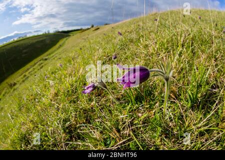Pasqué Blume (Pulsatilla vulgaris) Blüte auf Hügel, Pasqué Blume Gloucestershire Wildlife Trust (GWT) Naturschutzgebiet, Großbritannien. April 2015. Stockfoto