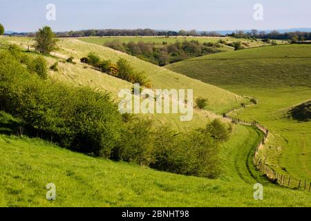 Passqueflower Gloucestershire Wildlife Trust (GWT) Nature Reserve, ein trockenes Tal, Gloucestershire, Großbritannien. April 2015. Stockfoto