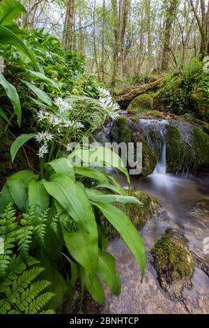 Wilder Knoblauch / Ramsons (Allium ursinum) blüht im Wald neben Kilcott Brook, Midger Gloucestershire Wildlife Trust Nature Reserve, Großbritannien. April 201 Stockfoto