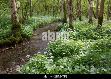 Wilder Knoblauch / Ramsons (Allium ursinum) blüht im Wald neben Kilcott Brook, Midger Gloucestershire Wildlife Trust Nature Reserve, Großbritannien. Mai 2015. Stockfoto