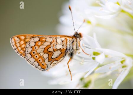 Marsh fritillary Schmetterling (Euphydrayas aurinia) Einziehen auf wilde Knoblauch / Bärlauch (Allium ursinum) Erdbeere Banken, Gloucestershire Wildlife Trust Stockfoto