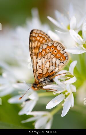 Marsh fritillary Schmetterling (Euphydrayas aurinia) Einziehen auf wilde Knoblauch / Bärlauch (Allium ursinum) Erdbeere Banken, Gloucestershire Wildlife Trust Stockfoto