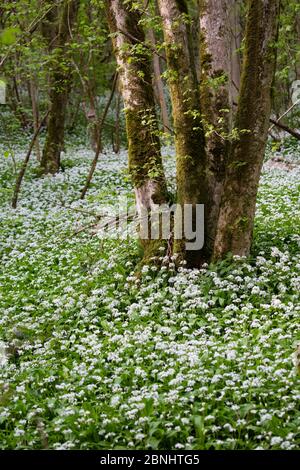 Wilder Knoblauch / Ramsons (Allium ursinum) blüht im Wald neben Kilcott Brook, Midger Gloucestershire Wildlife Trust Nature Reserve, Gloucestershi Stockfoto