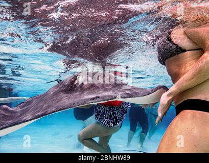 Südliche Stachelrochen (Hypanus americanus), Stingray City, Grand Cayman, Cayman Islands Stockfoto