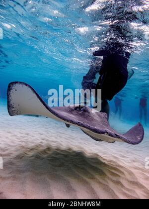 Südliche Stachelrochen (Hypanus americanus), Stingray City, Grand Cayman, Cayman Islands Stockfoto