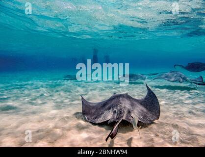 Südliche Stachelrochen (Hypanus americanus), Stingray City, Grand Cayman, Cayman Islands Stockfoto