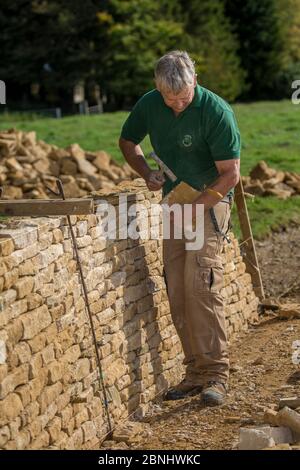 Traditionelle Trockenstein waller arbeitet mit Cotswolds Kalkstein, Bau einer Wand, Guiting Power, Gloucestershire, Großbritannien. Oktober 2015. Stockfoto