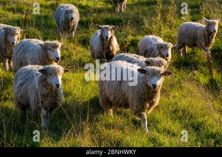 Herde von Cotswold Lions seltene Rasse Schafe (Ovis aries), Naunton, Gloucestershire, Großbritannien. Eingeführt von den Römern im Mittelalter für ihre Wolle, die beca Stockfoto