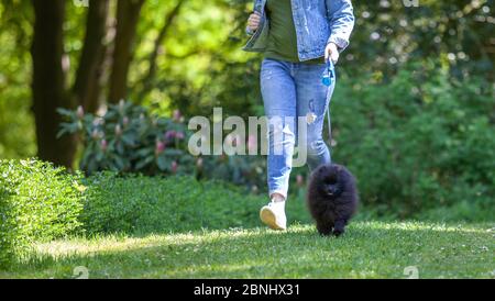 Der schwarze pommersche spitz läuft mit seiner Herrin im Park entlang des Grases. Stockfoto