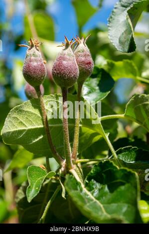 Apfelfrucht Entwicklungsstufen, Mini-Äpfel wachsen auf Baum im Frühjahr Stockfoto