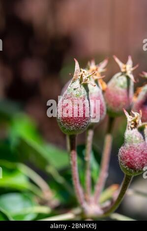 Apfelfrucht Entwicklungsstufen, Mini-Äpfel wachsen auf Baum im Frühjahr Stockfoto