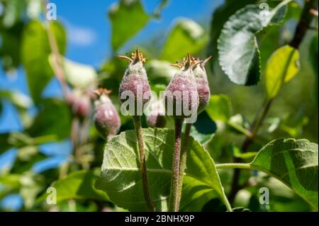 Apfelfrucht Entwicklungsstufen, Mini-Äpfel wachsen auf Baum im Frühjahr Stockfoto