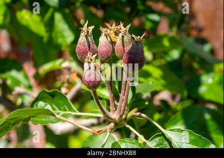 Apfelfrucht Entwicklungsstufen, Mini-Äpfel wachsen auf Baum im Frühjahr Stockfoto