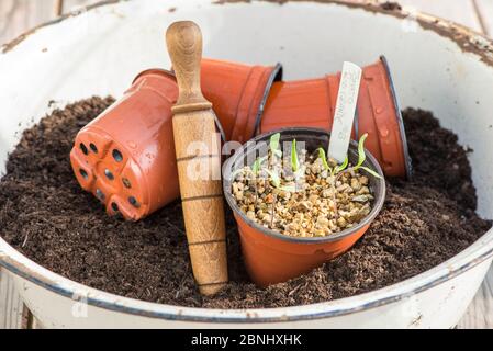Tomatenpflanzen Sämlinge in Kunststoff Blumentopf. England, Großbritannien. Februar. Stockfoto