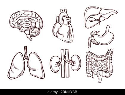 Handgezeichnete Darstellung menschlicher Organe. Medizinische Bilder Stock Vektor
