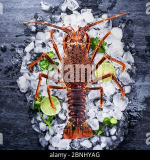 Roher frischer Cape Rock Hummer, West Coast Rock Hummer, Jasus lalandii auf dunklem Schiefergrund mit kalten Eiswürfeln, Draufsicht, flacher Lay, Overhead-Shot Stockfoto
