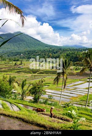 Farmer mit Ochsenbullin arbeitet in Reisfeldern mit Terrassen und Berg Jatiluwih Bali Indonesien Stockfoto