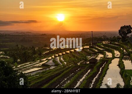 Jatiluwih Reisterrassen bei Sonnenaufgang Bali indonesien Stockfoto