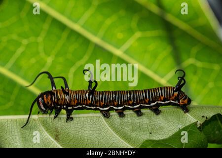 Krauschfalter (Euuploea Core) Raupe, Queensland, Australien. Stockfoto