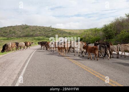 Assunto: Vaqueiro transporta gado por estrada no sertão do Ceará Daten: 06/05/13 Lokal: Pedra Branca/CE Stockfoto