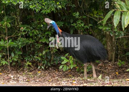 Südliche Kassowarie, (Casuarius casuarius) Atherton Tablelands, Queensland, Australien. Stockfoto