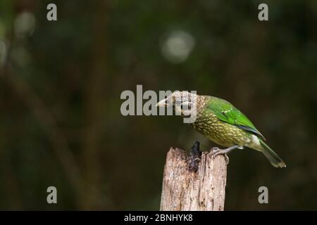 Gefleckter Welsvogel (Ailuroedus melanotis) Atherton Tablelands, Queensland, Australien. Stockfoto