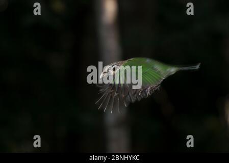 Gefleckter Welsvogel (Ailuroedus melanotis) Atherton Tablelands, Queensland, Australien. Stockfoto