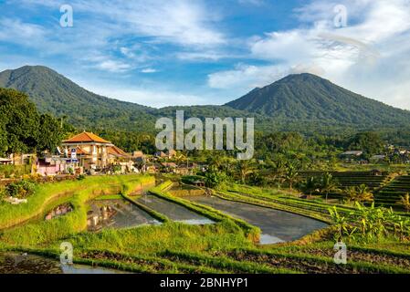 Reisterrassen und Jatiluwih Dorf Bali Indonesien Stockfoto