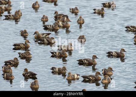 Pfeifende Ente (Dendrocygna eytoni) auf dem Wasser, Atherton Tablelands, Queensland, Australien. Stockfoto