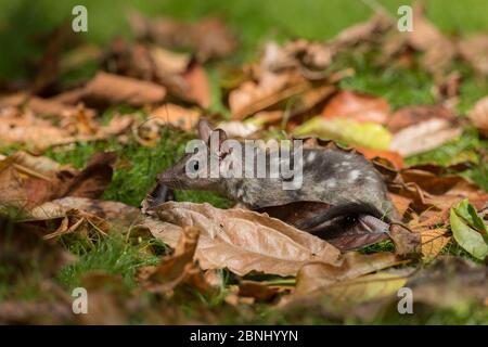 Nördlicher Quoll (Dasyurus hallucatus) jung. Waisenkind unter der Obhut von Wildtierpflegern. Queensland, Australien. Stockfoto